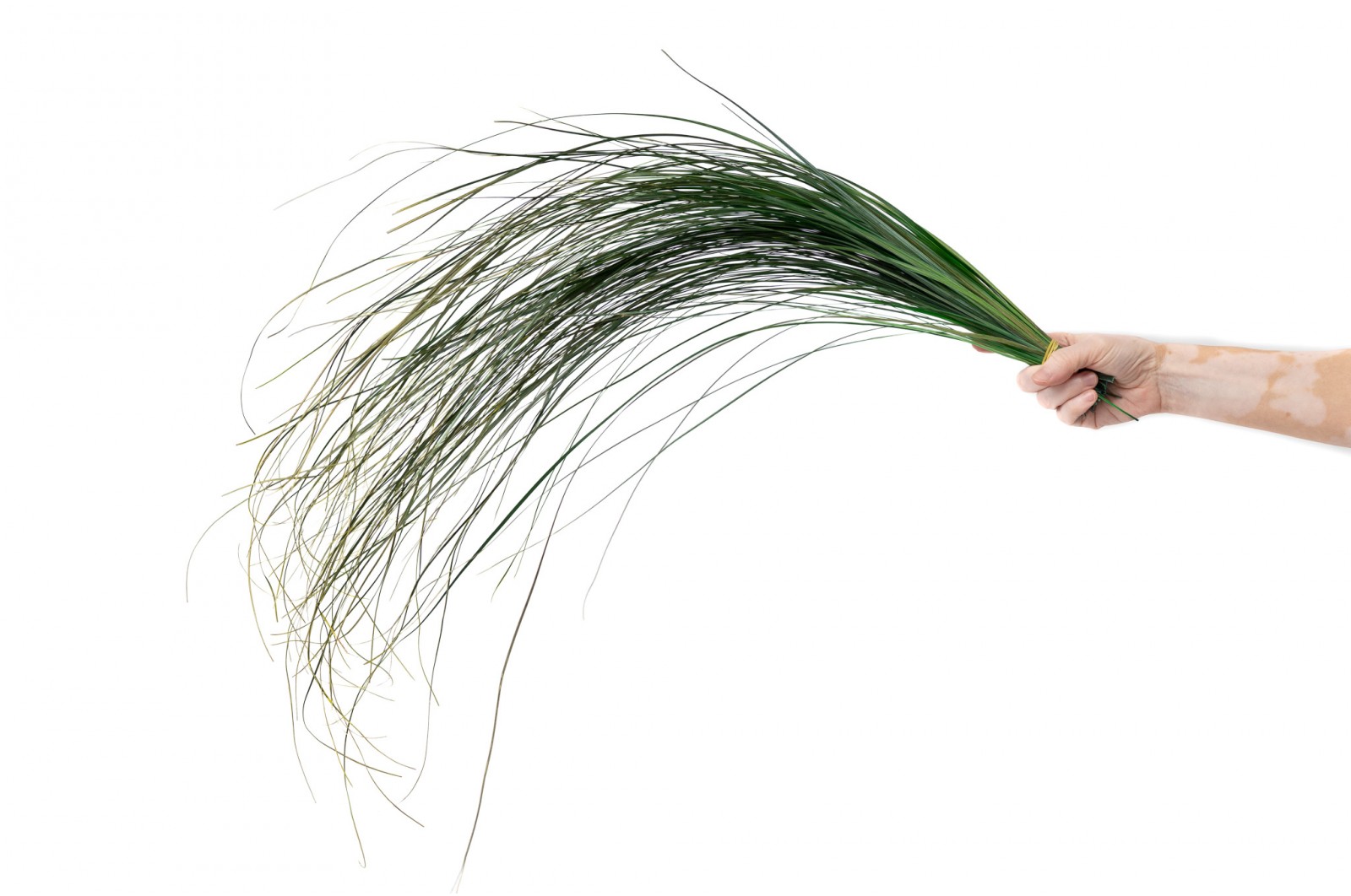 PHOCEALYS │Bear grass sec│vente aux pros│Grossiste en fleurs séchées