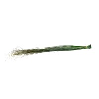 PHOCEALYS │Bear grass sec│vente aux pros│Grossiste en fleurs séchées