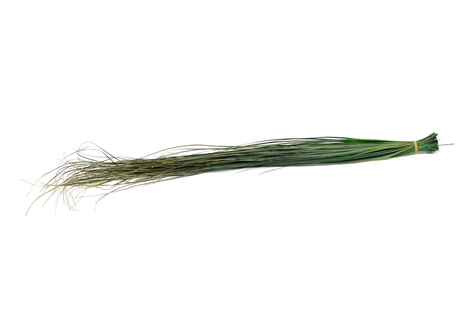 PHOCEALYS │Bear grass sec│vente aux pros│Grossiste en fleurs séchées