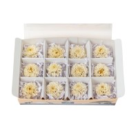 PHOCEALYS│Dahlia stabilisé│vente aux pros│Grossiste