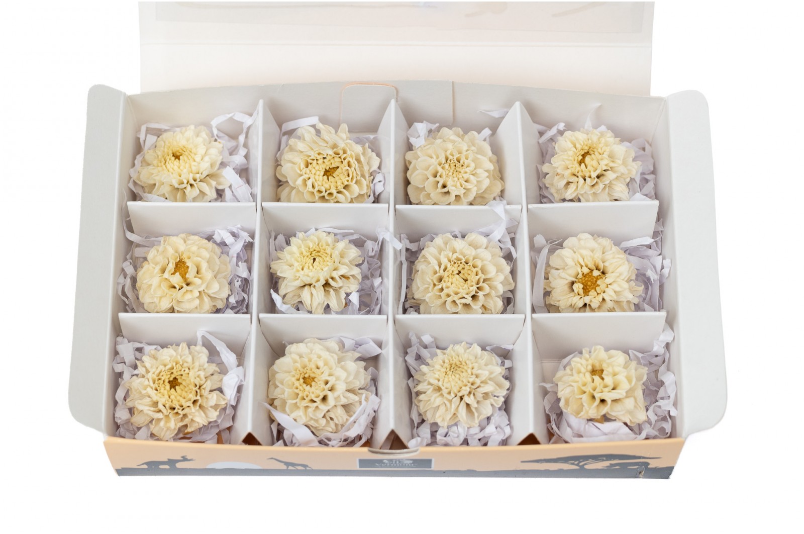 PHOCEALYS│Dahlia stabilisé│vente aux pros│Grossiste