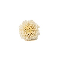 PHOCEALYS│Dahlia stabilisé│vente aux pros│Grossiste