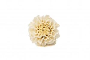 PHOCEALYS│Dahlia stabilisé│vente aux pros│Grossiste
