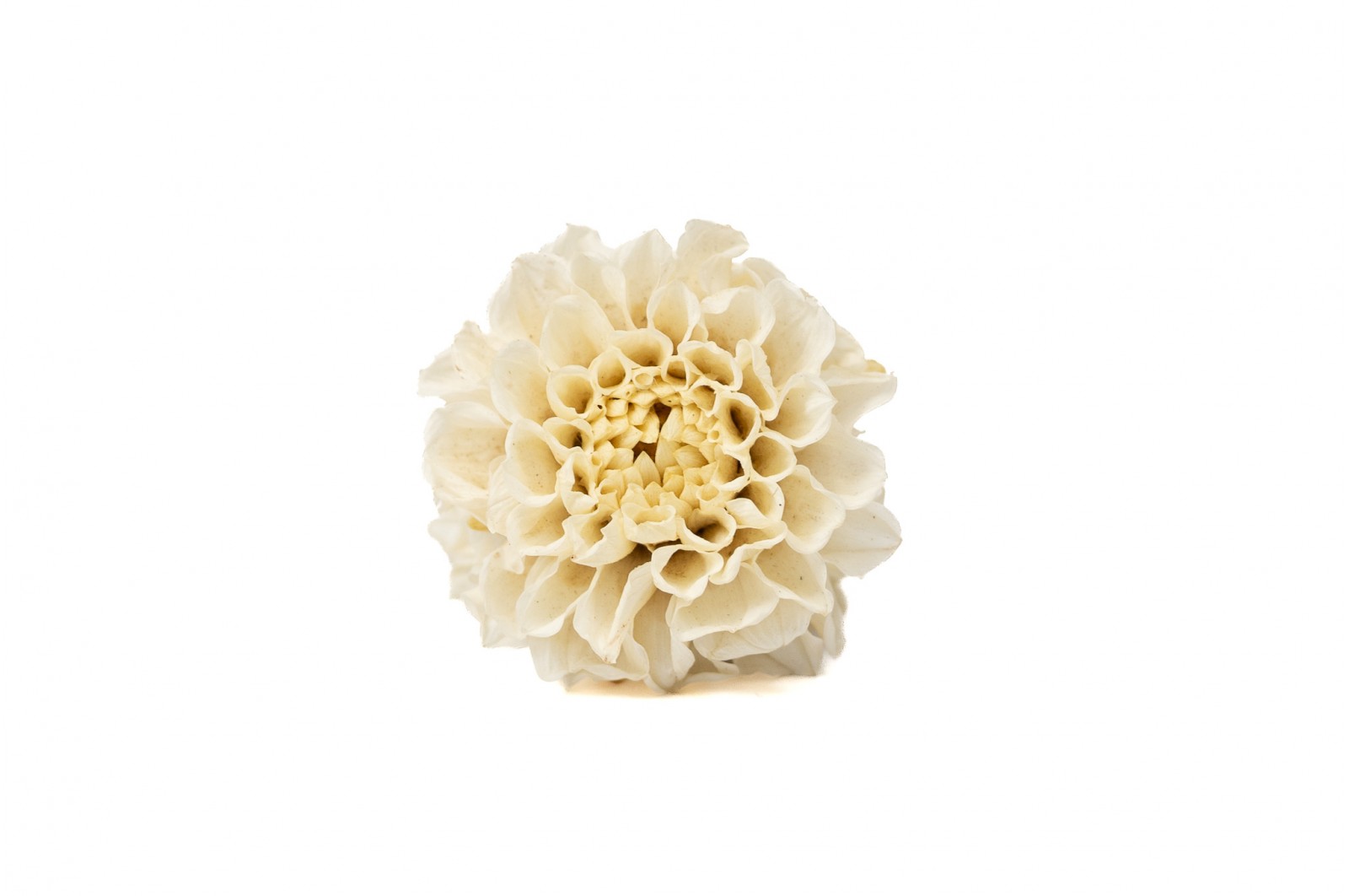 PHOCEALYS│Dahlia stabilisé│vente aux pros│Grossiste