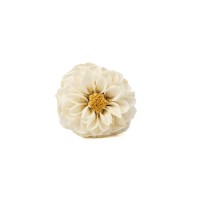 PHOCEALYS│Dahlia stabilisé│vente aux pros│Grossiste