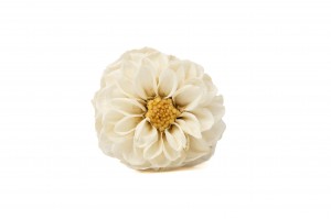 PHOCEALYS│Dahlia stabilisé│vente aux pros│Grossiste