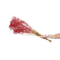 PHOCEALYS │Gypsophile stabilisé│vente aux pros│Grossiste