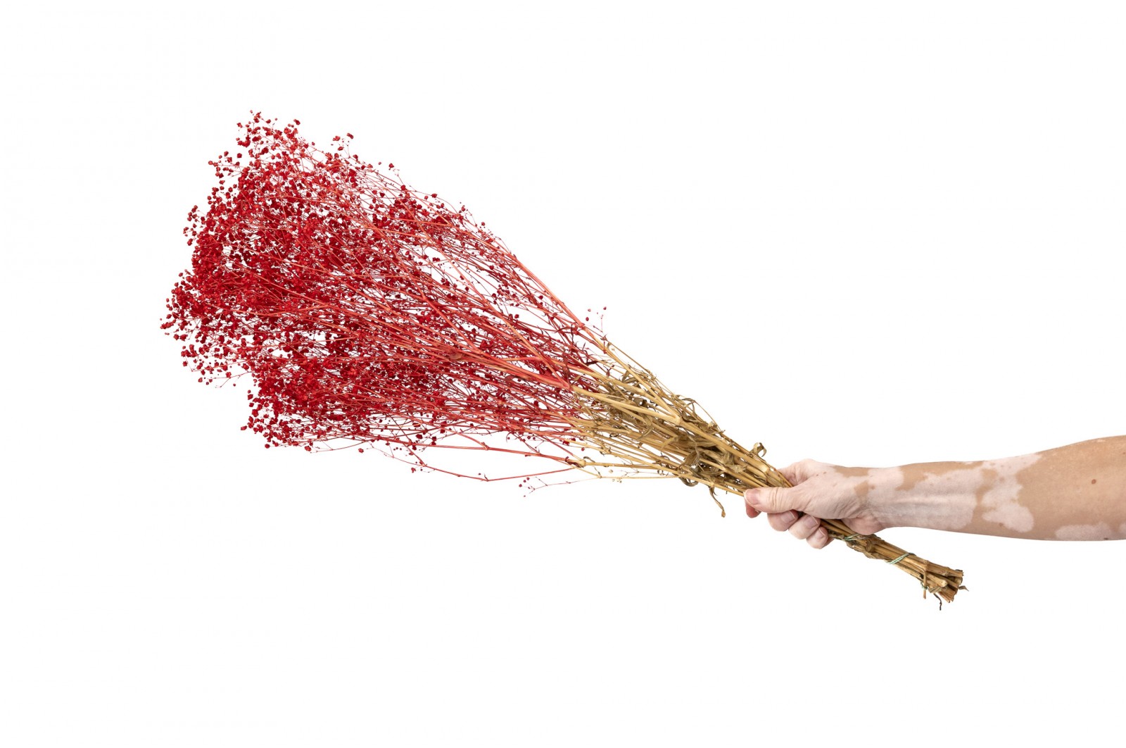 PHOCEALYS │Gypsophile stabilisé│vente aux pros│Grossiste