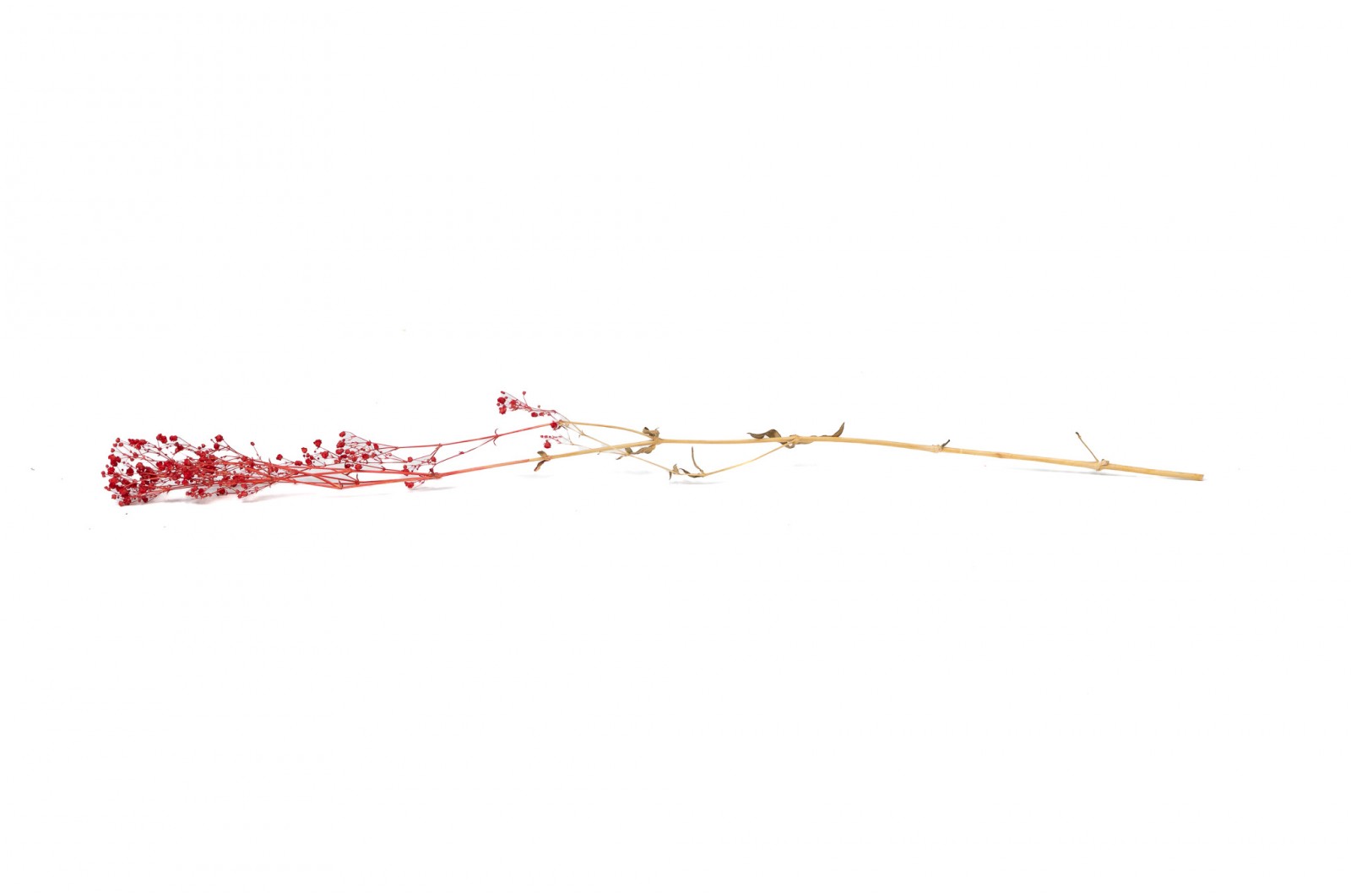 PHOCEALYS │Gypsophile stabilisé│vente aux pros│Grossiste