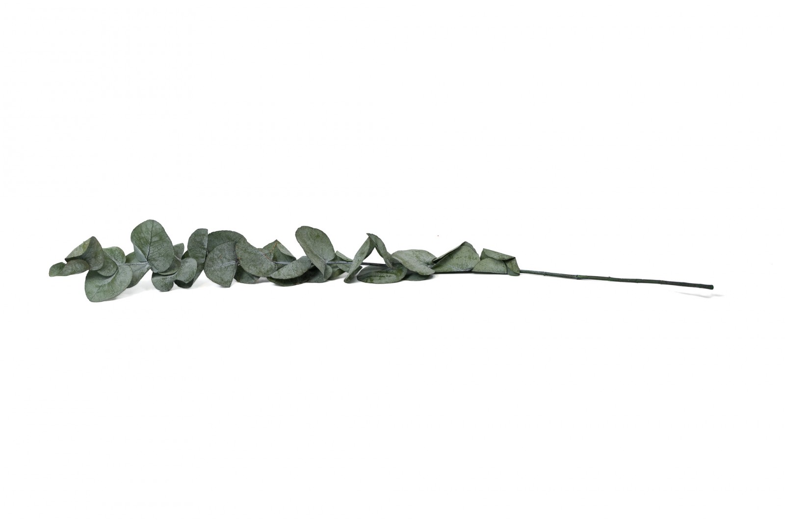 Eucalyptus cinerea stabilisé │vente aux pros│Grossiste