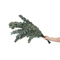 Eucalyptus cinerea stabilisé │vente aux pros│Grossiste