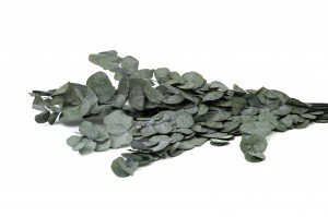 Eucalyptus cinerea stabilisé │vente aux pros│Grossiste
