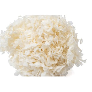 PHOCEALYS │Preserved hydrangea│Sale to pros│Wholesaler of preserved plants