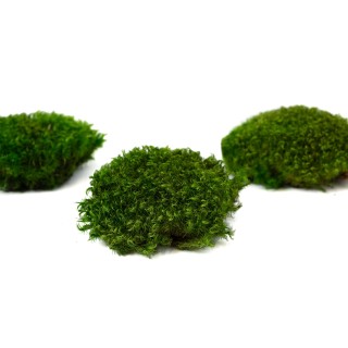 PHOCEALYS│Preserved moss from Provence│Sale to pros│Wholesaler