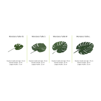Feuilles de monstera stabilisées│vente aux pros│Grossiste