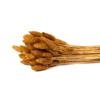 PHOCEALYS │Phalaris sec │vente aux pros│Grossiste en fleurs séchées