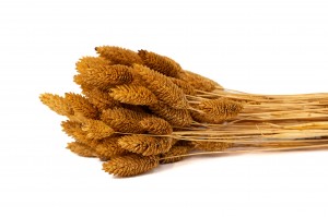 PHOCEALYS │Phalaris sec │vente aux pros│Grossiste en fleurs séchées