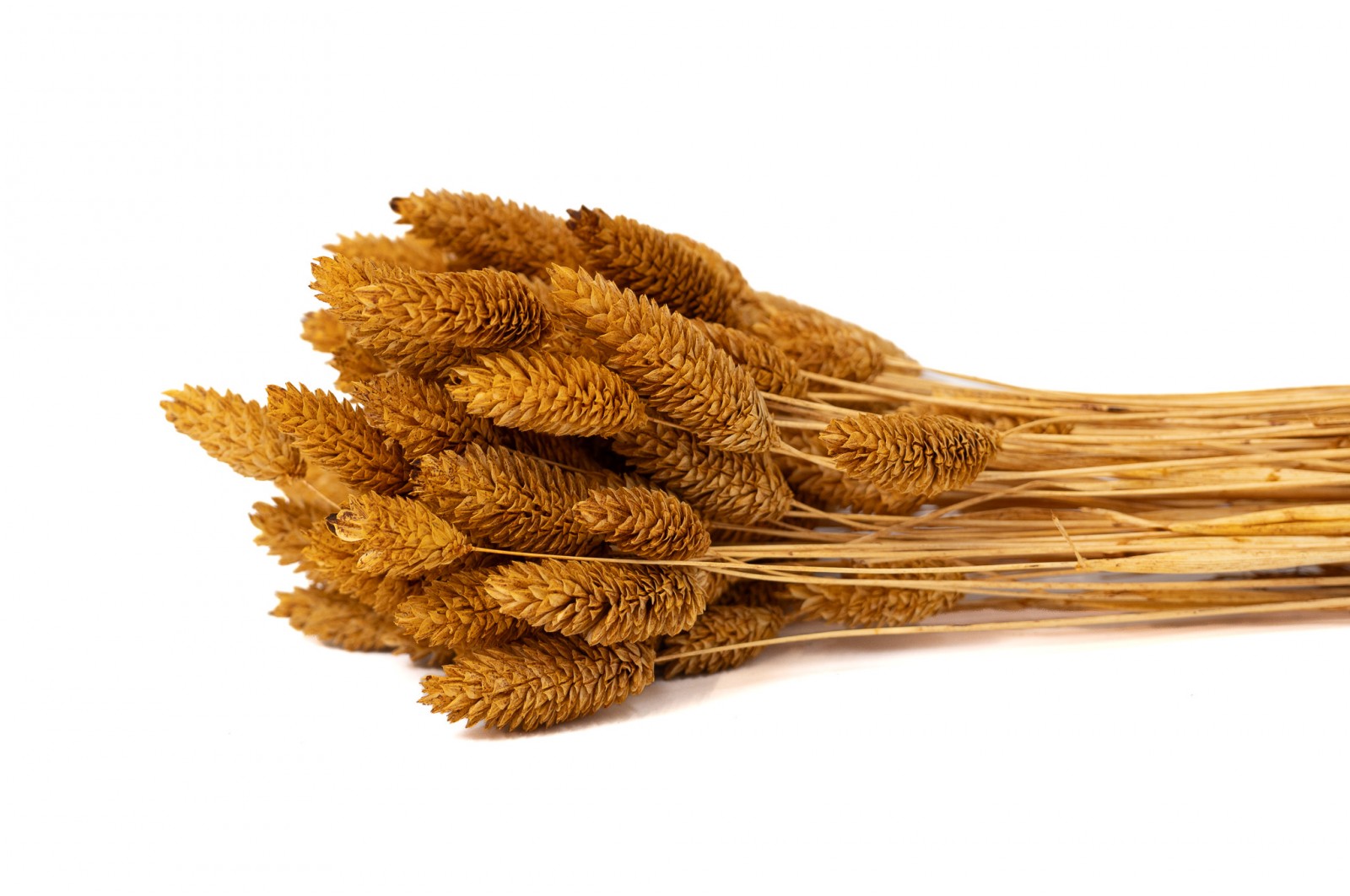 PHOCEALYS │Phalaris sec │vente aux pros│Grossiste en fleurs séchées