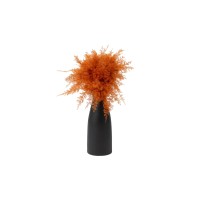 Air Fern stabilisée│vente aux pros│Grossiste
