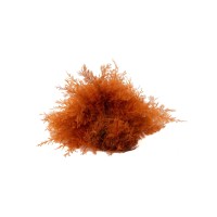 Air Fern stabilisée│vente aux pros│Grossiste