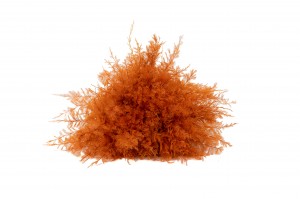 Air Fern stabilisée│vente aux pros│Grossiste