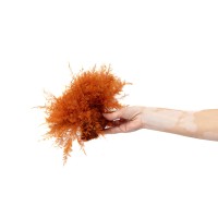 Air Fern stabilisée│vente aux pros│Grossiste