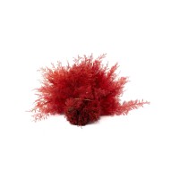 Air Fern stabilisée│vente aux pros│Grossiste