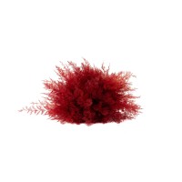 Air Fern stabilisée│vente aux pros│Grossiste