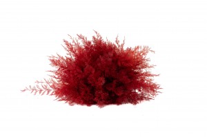 Air Fern stabilisée│vente aux pros│Grossiste