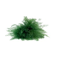 Air Fern stabilisée│vente aux pros│Grossiste