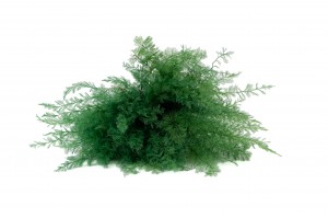 Air Fern stabilisée│vente aux pros│Grossiste