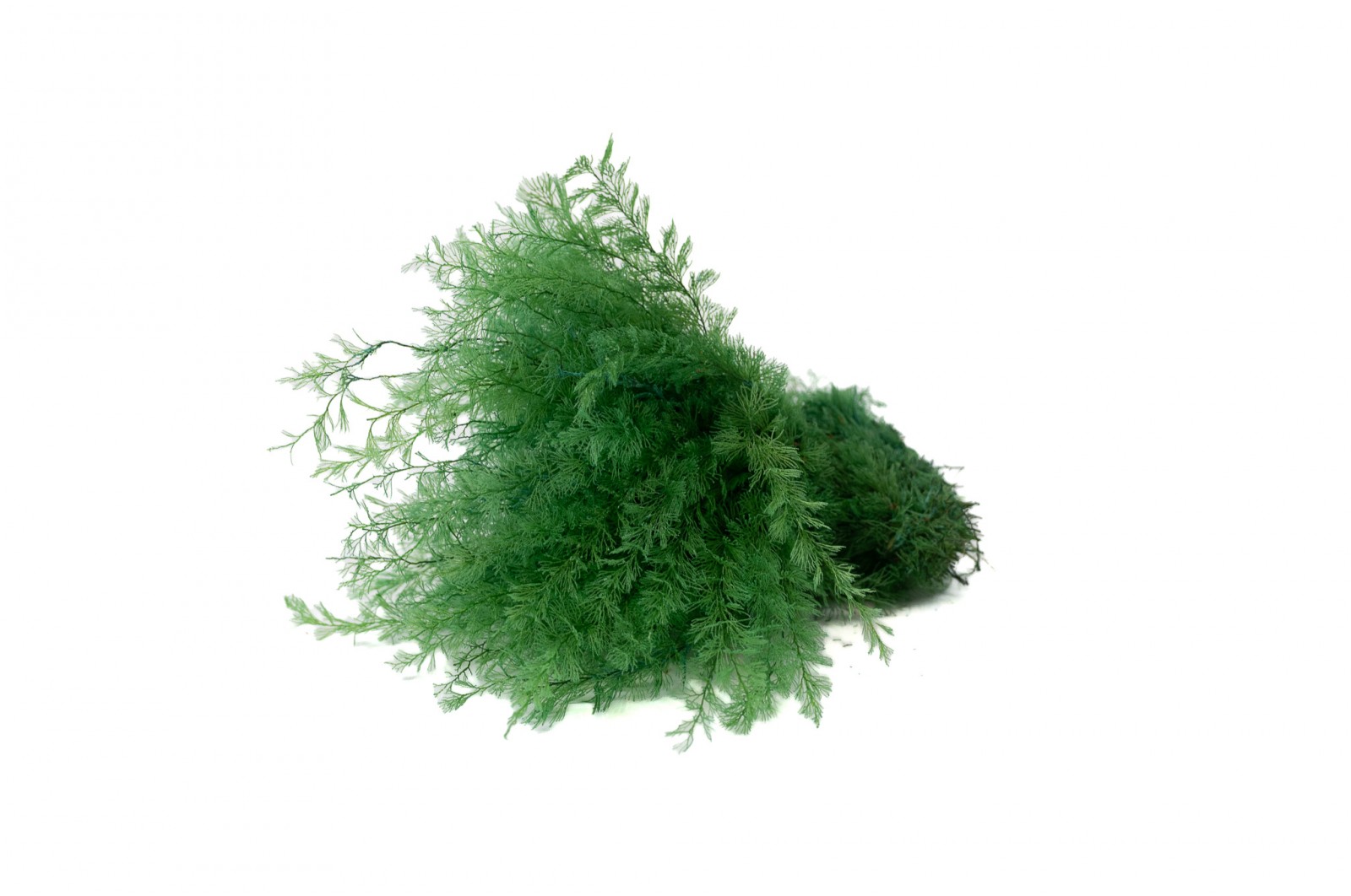 Air Fern stabilisée│vente aux pros│Grossiste