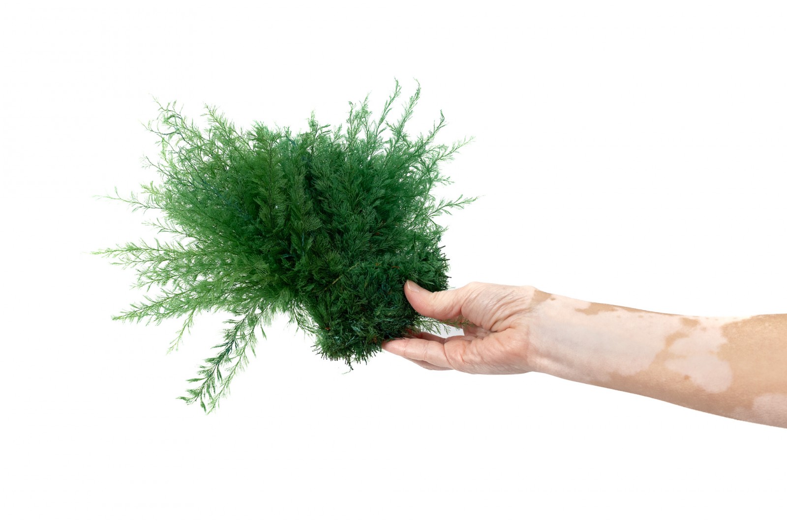 Air Fern stabilisée│vente aux pros│Grossiste