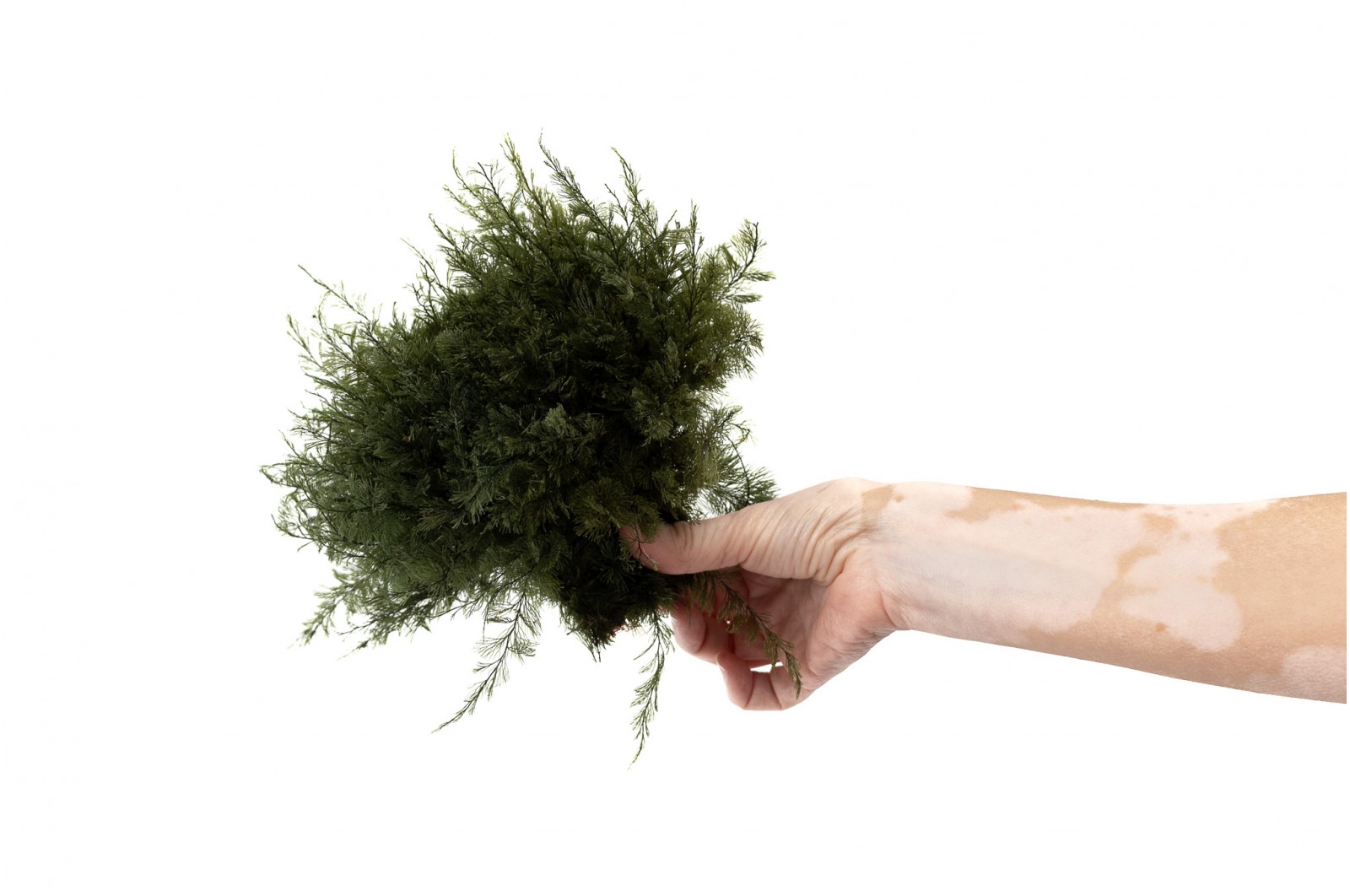 Air Fern stabilisée│vente aux pros│Grossiste