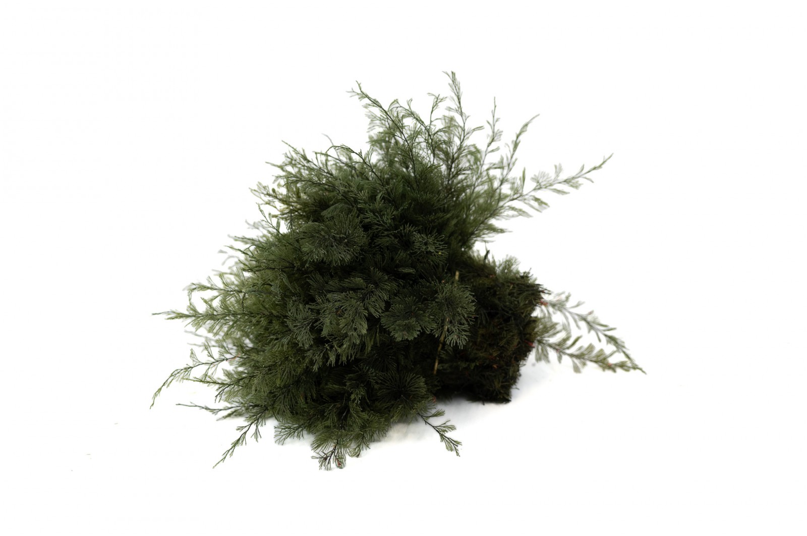 Air Fern stabilisée│vente aux pros│Grossiste