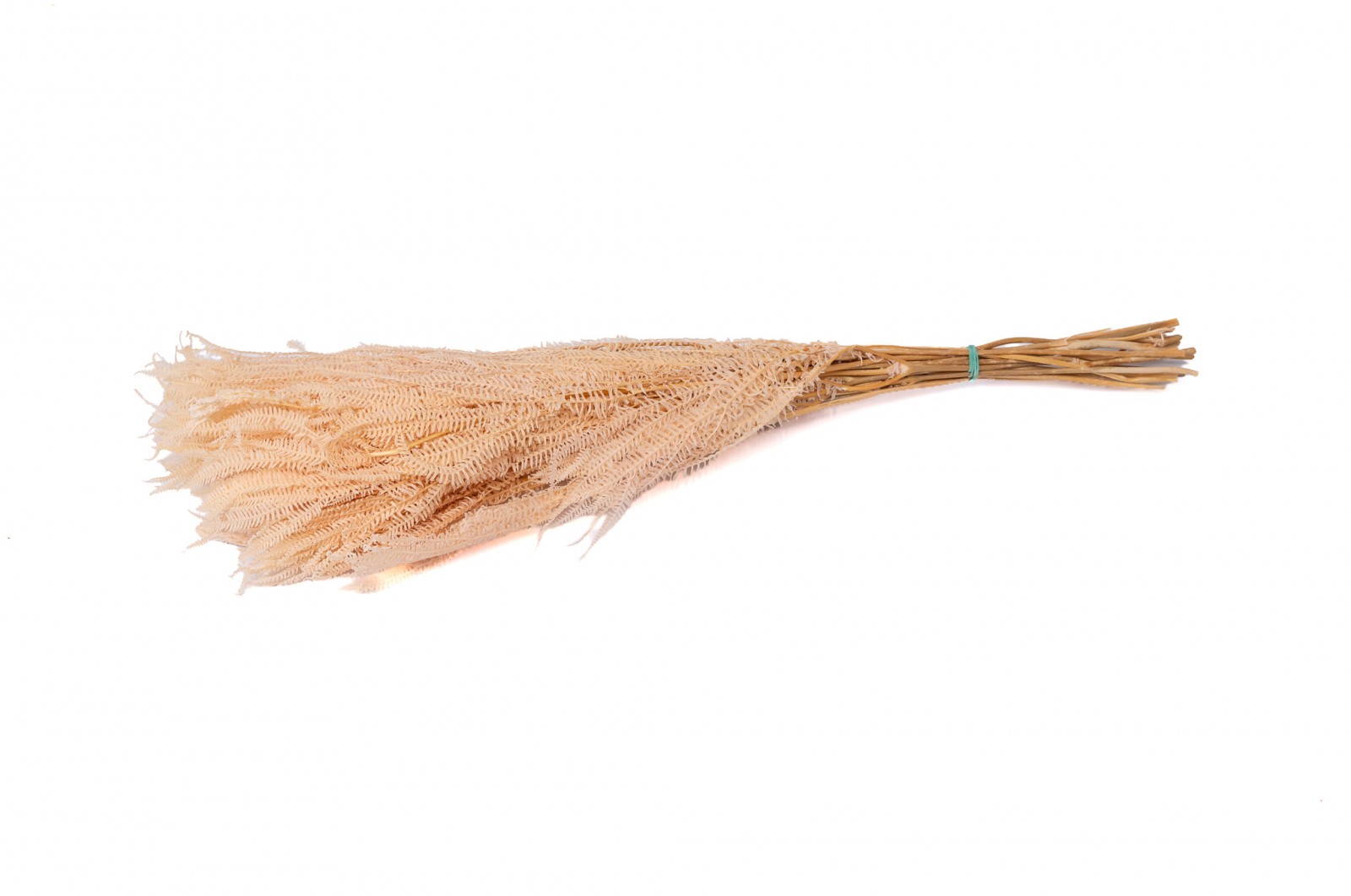 PHOCEALYS│Fougère pteridium stabilisée│vente aux pros│Grossiste