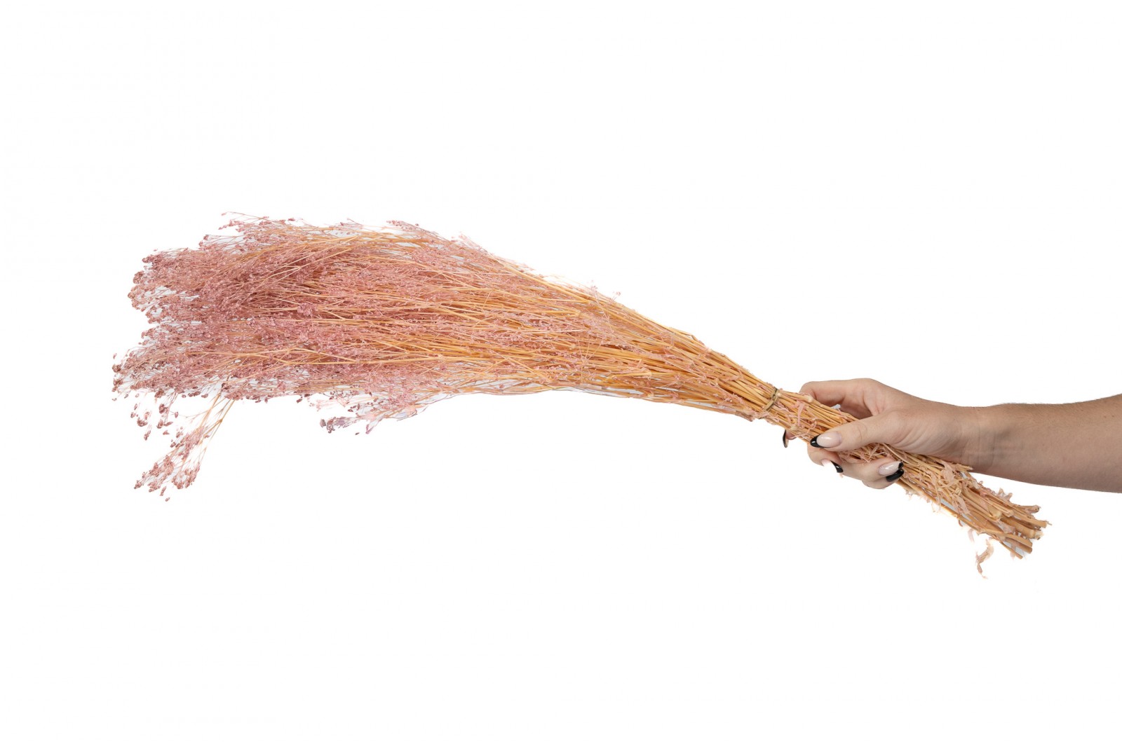 Gypsophile stabilisé│vente aux pros│Grossiste