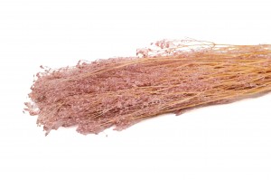 Gypsophile stabilisé│vente aux pros│Grossiste