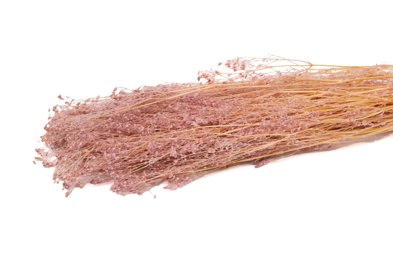 Gypsophile stabilisé│vente aux pros│Grossiste