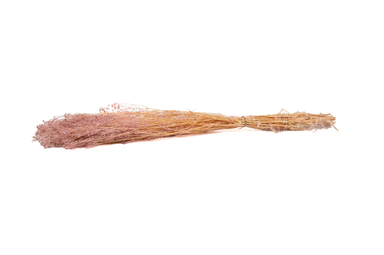 Gypsophile stabilisé│vente aux pros│Grossiste