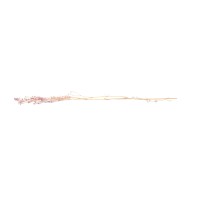 Gypsophile stabilisé│vente aux pros│Grossiste