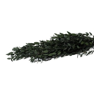 Stabilisierte Eukalyptus parvifolia│Verkauf an Gewerbetreibende│Großhandel