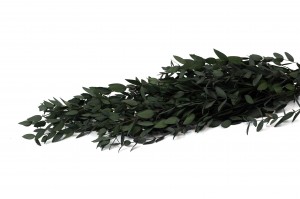 PHOCEALYS │Eucalyptus parvifolia stabilisé │vente aux pros│Grossiste