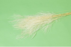 Tree fern stabilisé│vente aux pros│Grossiste en végétaux stabilisées