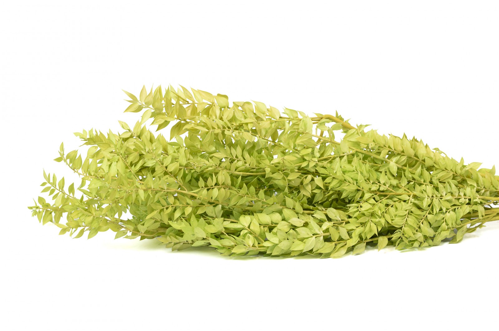 Ruscus stabilisé│vente aux pros│Grossiste en végétaux stabilisées