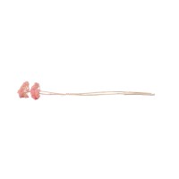PHOCEALYS│Achillée filipendula stabilisée│vente aux pros│Grossiste