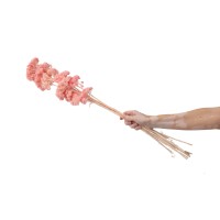 PHOCEALYS│Achillée filipendula stabilisée│vente aux pros│Grossiste
