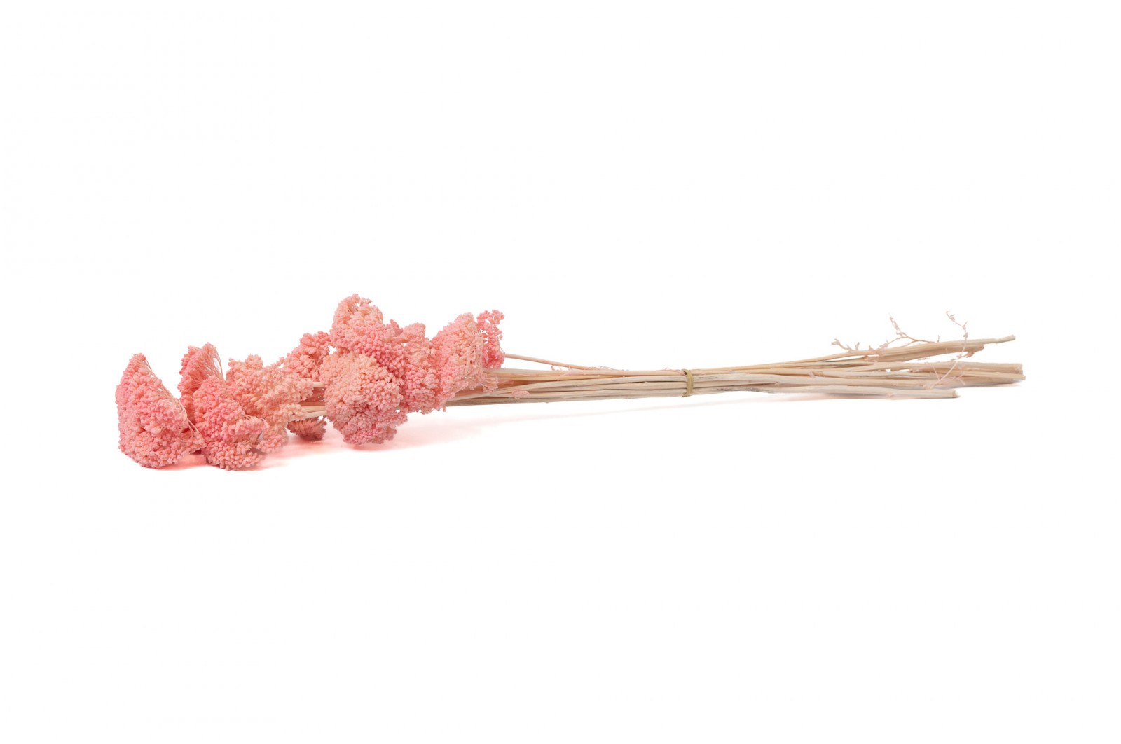 PHOCEALYS│Achillée filipendula stabilisée│vente aux pros│Grossiste