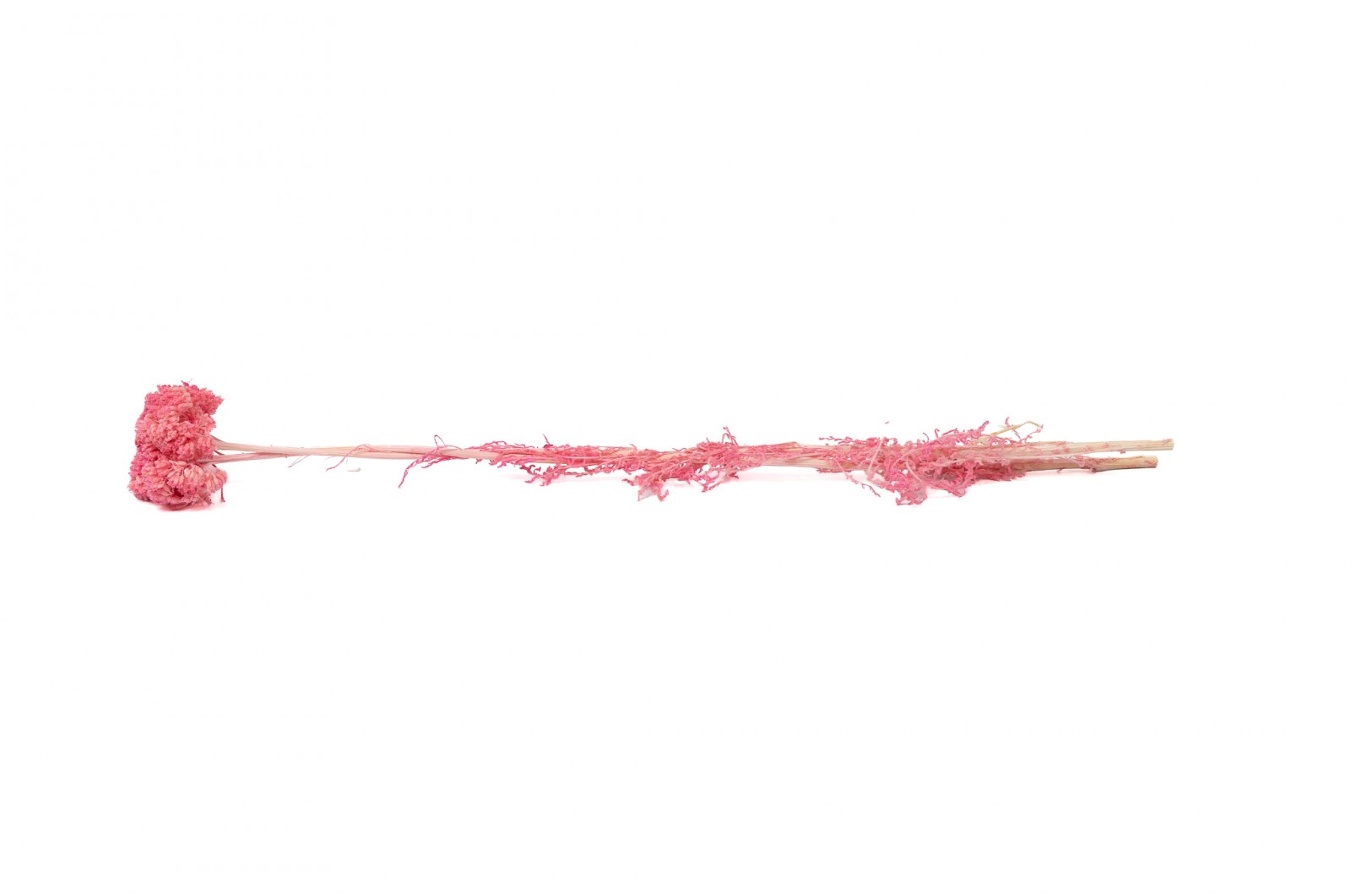 PHOCEALYS│Achillée filipendula stabilisée│vente aux pros│Grossiste