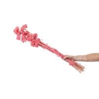 PHOCEALYS│Achillée filipendula stabilisée│vente aux pros│Grossiste